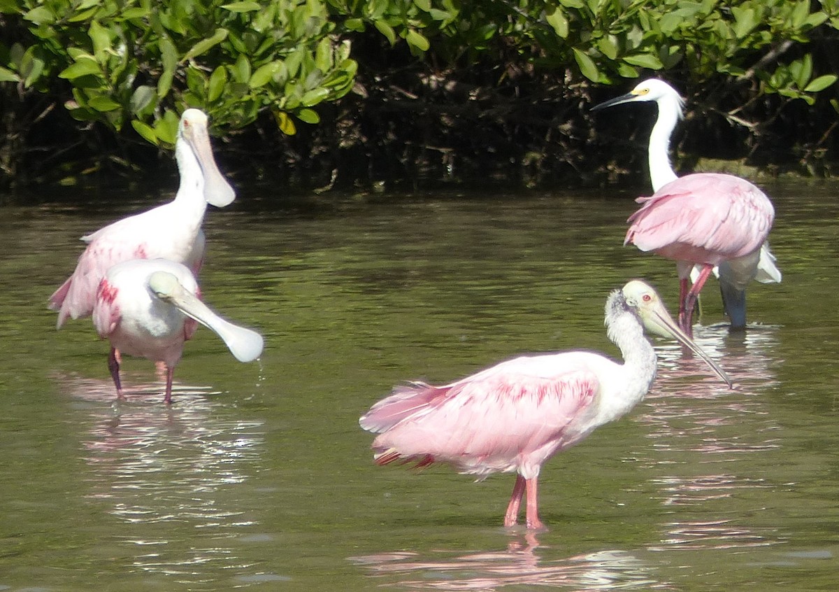 Roseate Spoonbill - ML646062571