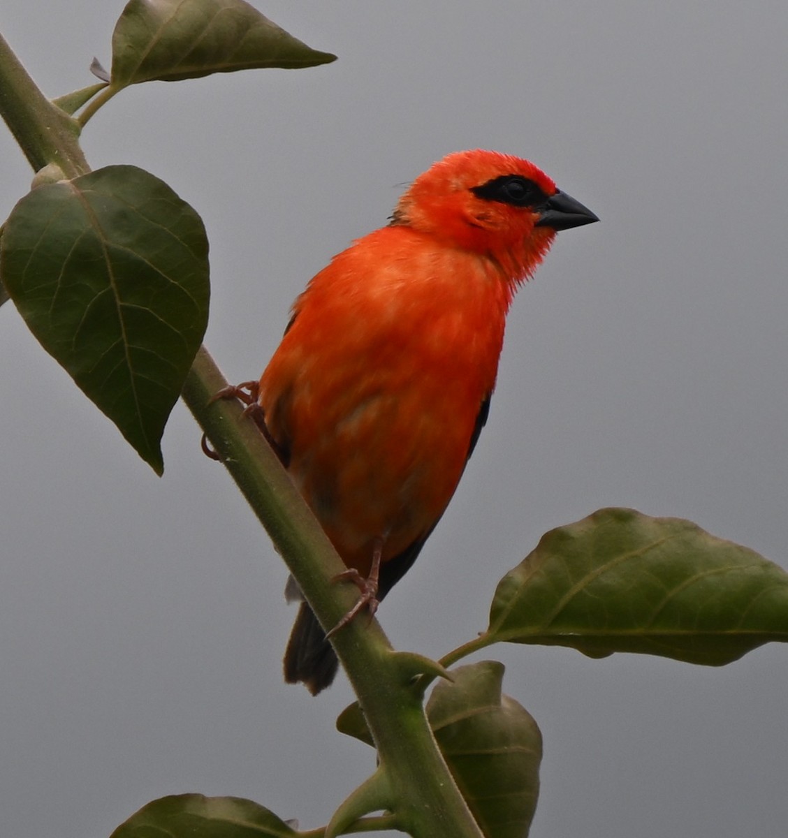 Red Fody - ML646062573