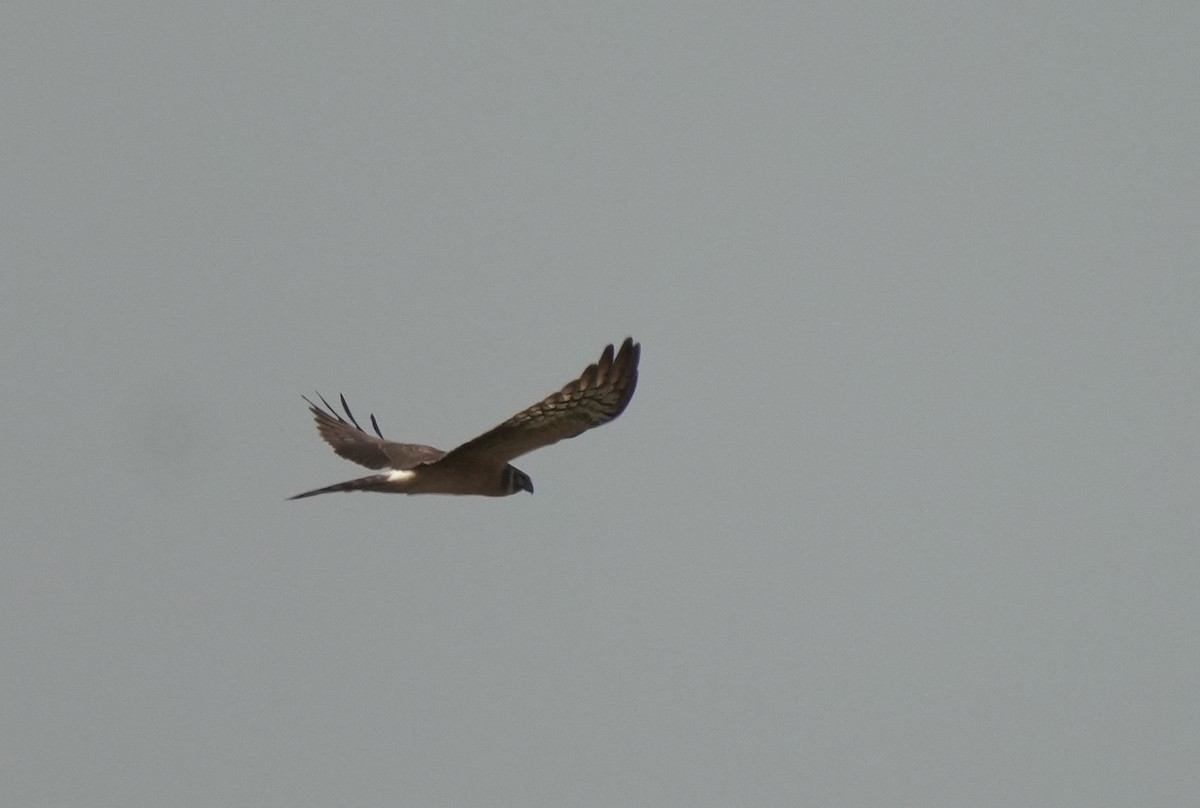 Pallid Harrier - ML646062575