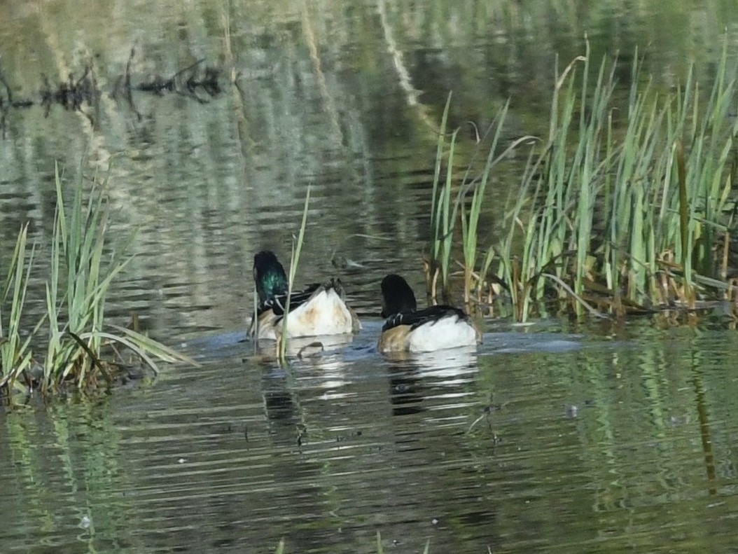 Chiloe Wigeon - ML646062576