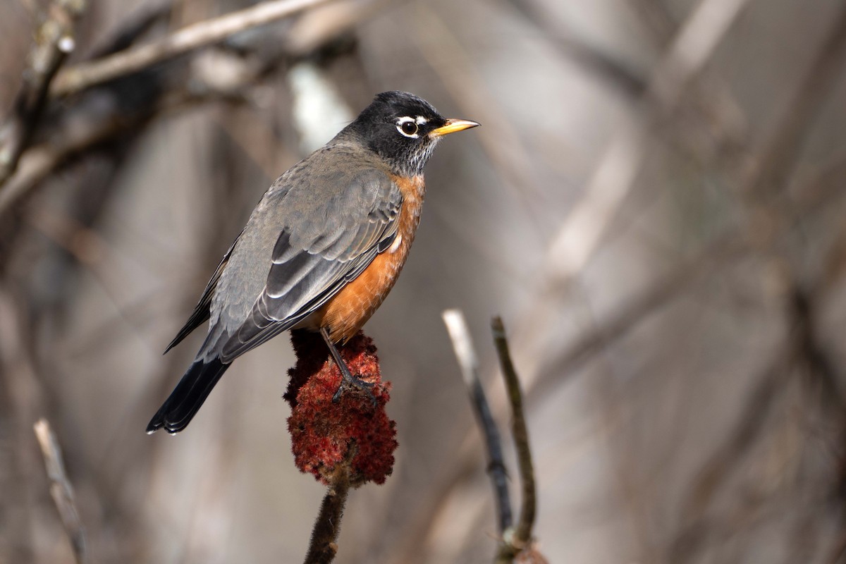 American Robin - ML646062577
