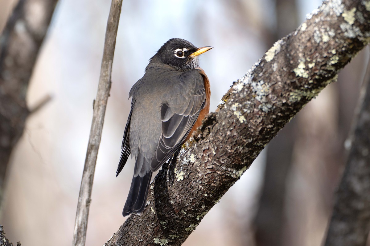 American Robin - ML646062578