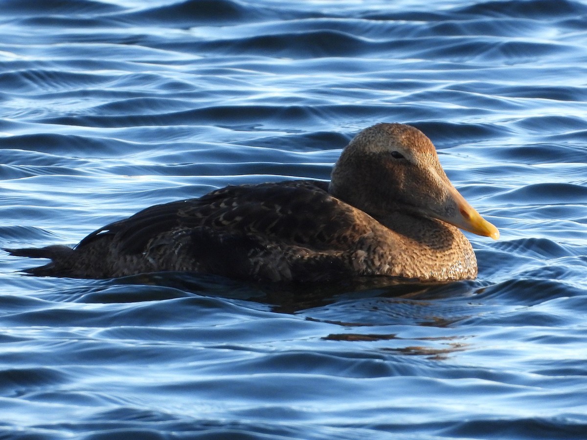 Common Eider - ML646062579