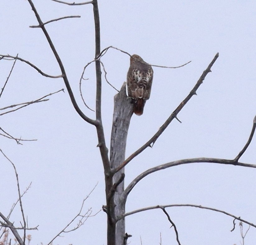Red-tailed Hawk - ML646062583