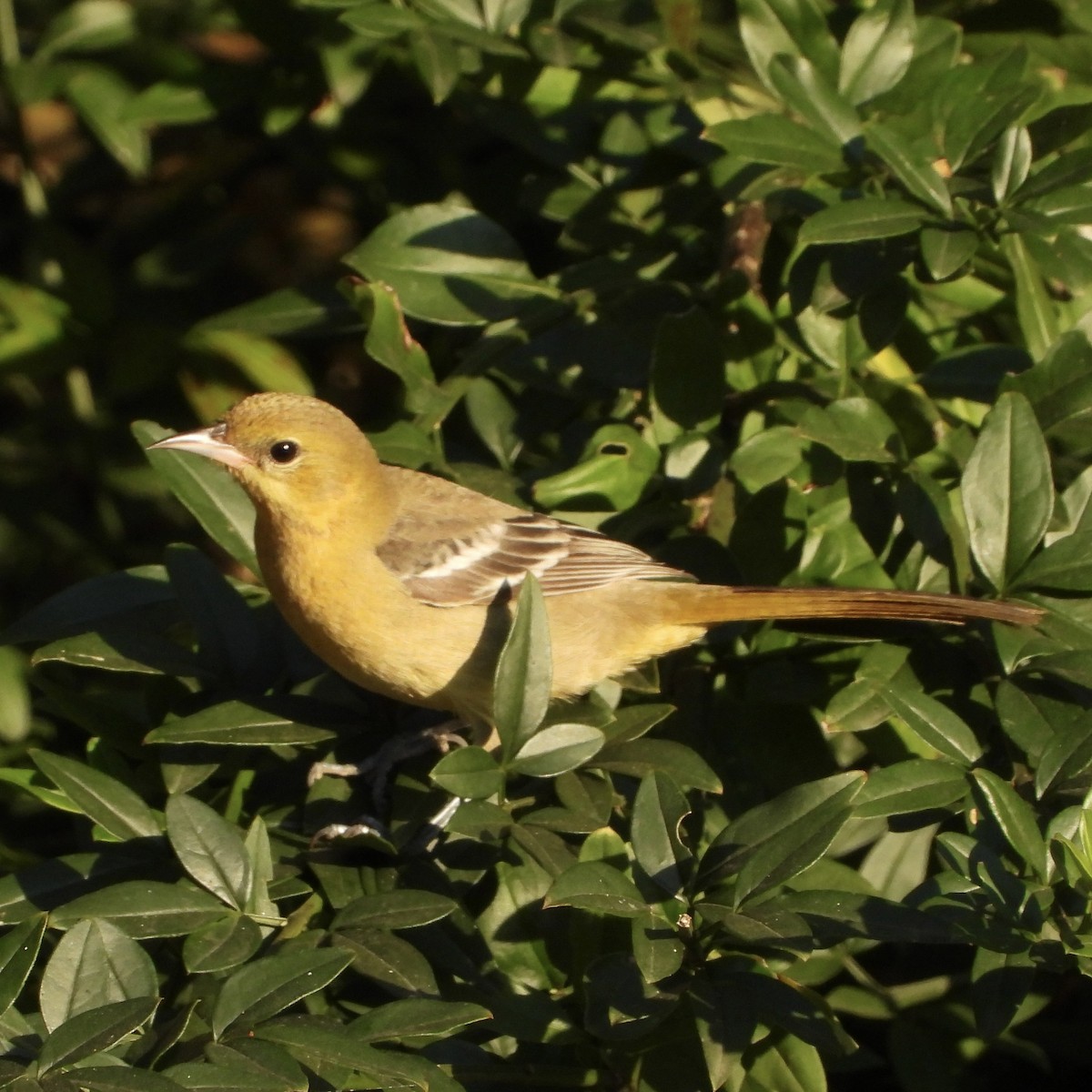 Hooded Oriole - ML646062584