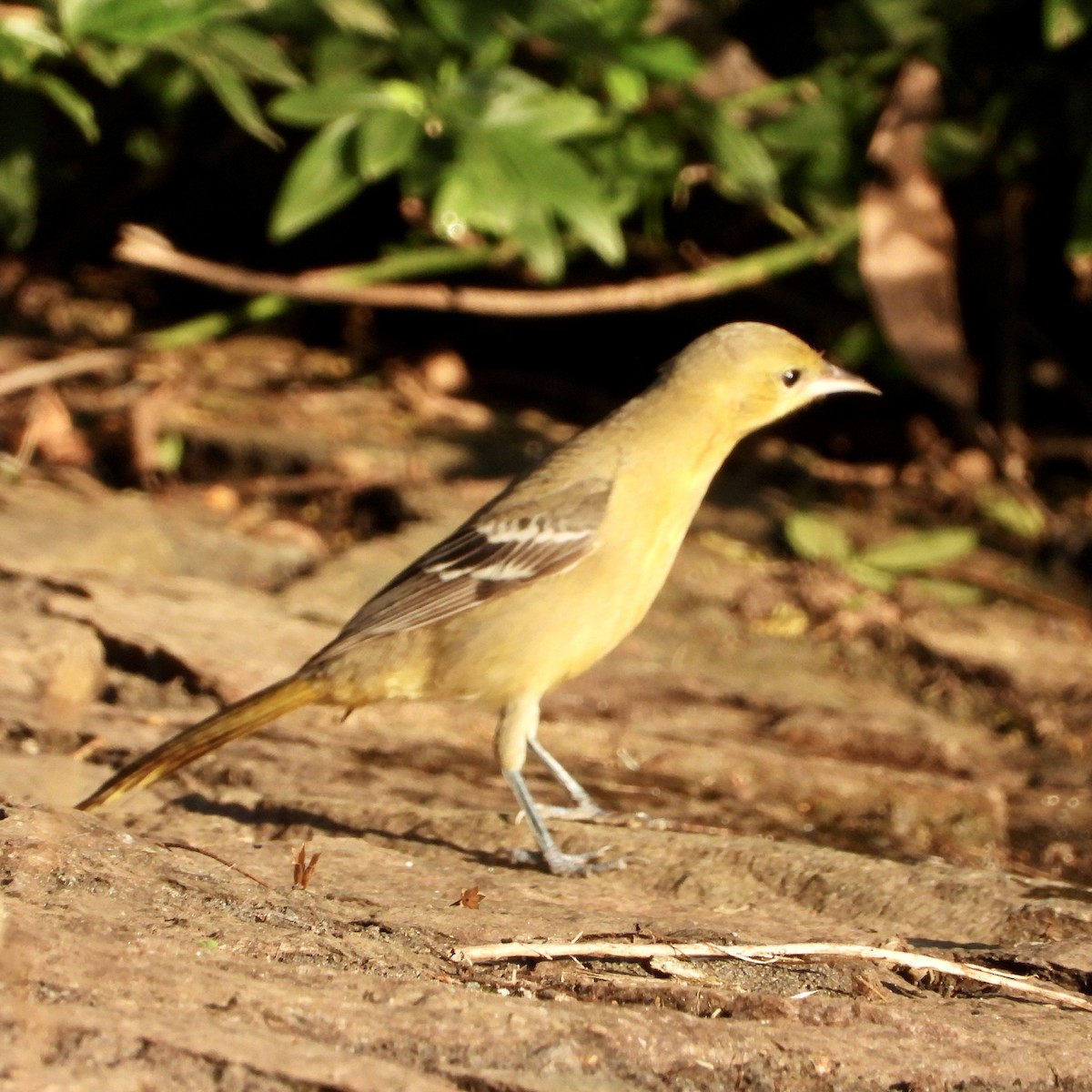 Hooded Oriole - ML646062585