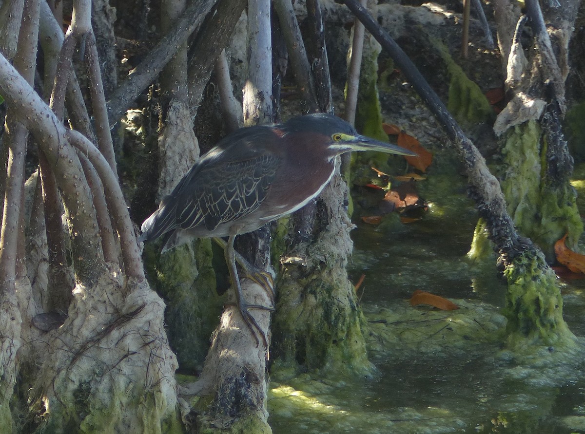 Green Heron - ML646062588