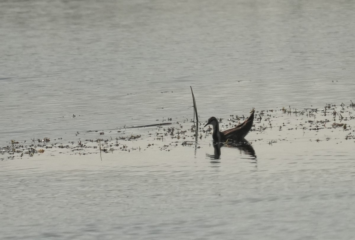Pheasant-tailed Jacana - ML646062591