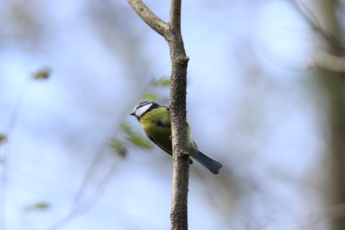 Herrerillo Común - ML646062592