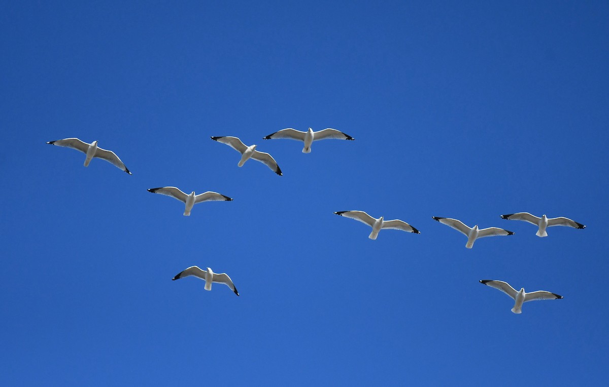 Ring-billed Gull - ML646062593