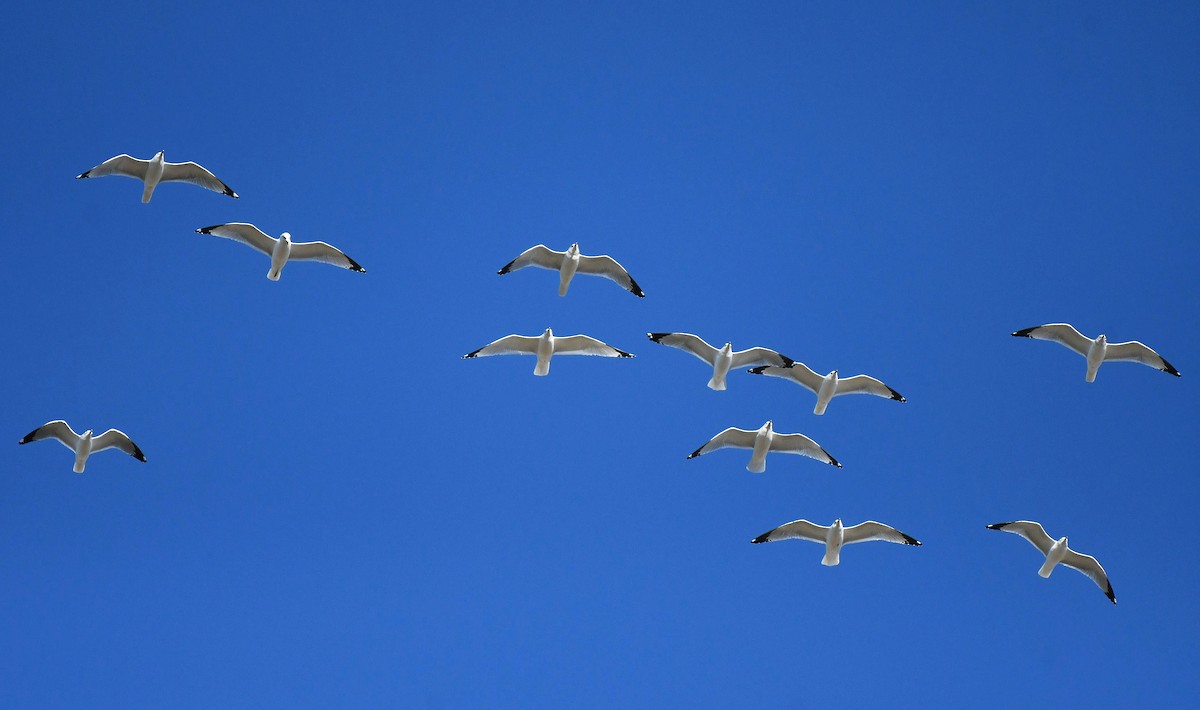 Ring-billed Gull - ML646062598