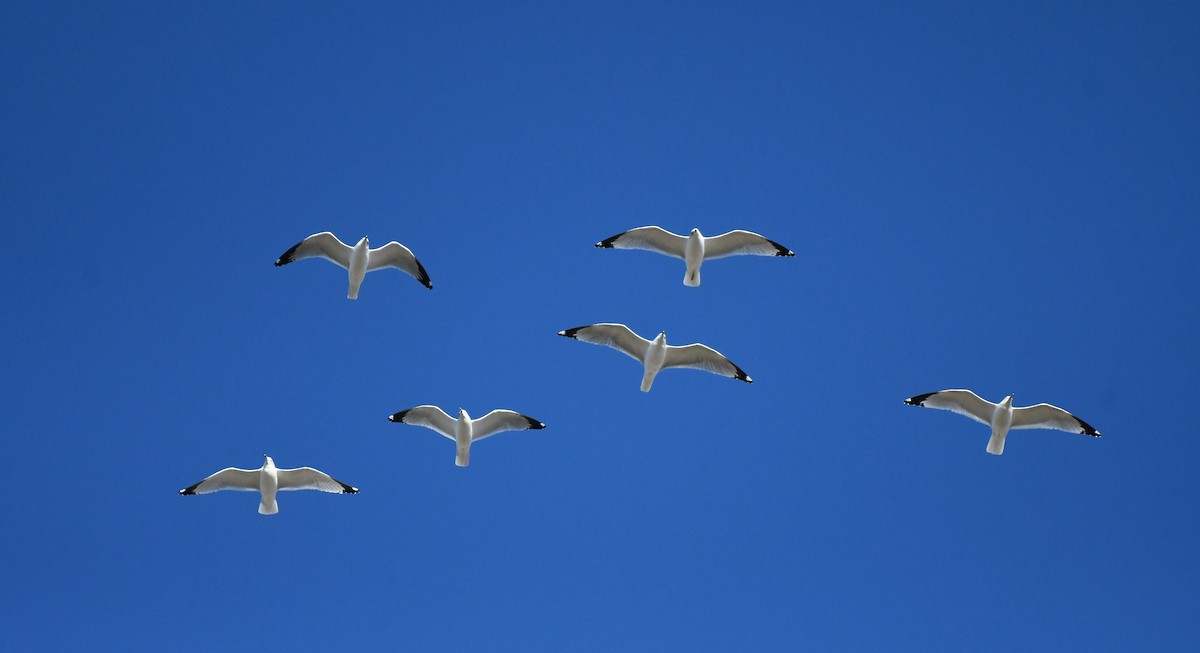Ring-billed Gull - ML646062599