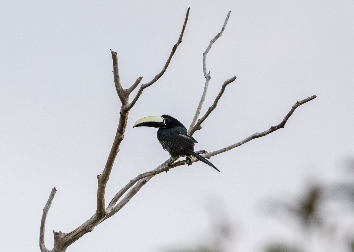 Araçari grigri - ML646062600