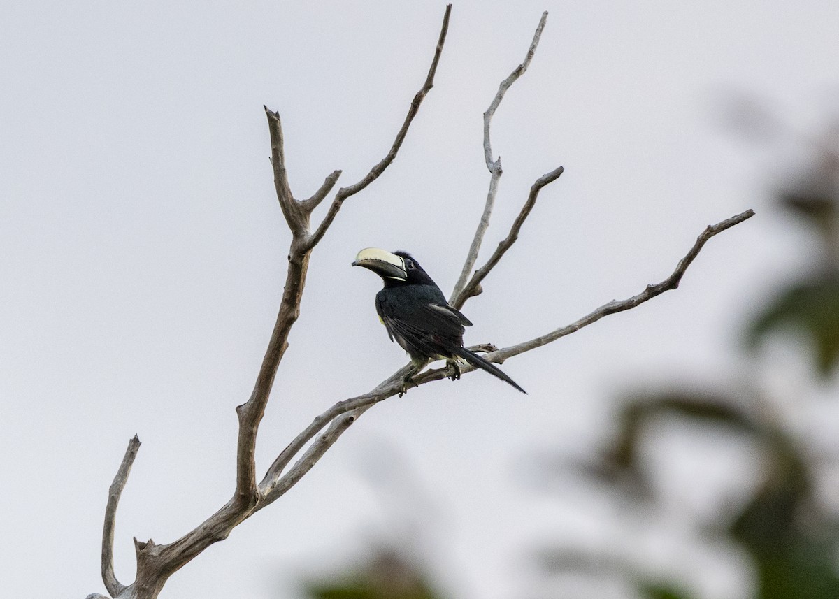 Araçari grigri - ML646062601