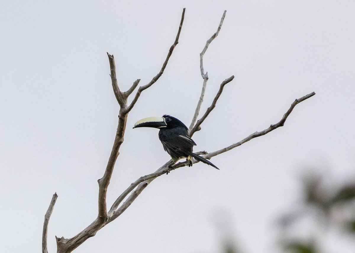 Araçari grigri - ML646062602