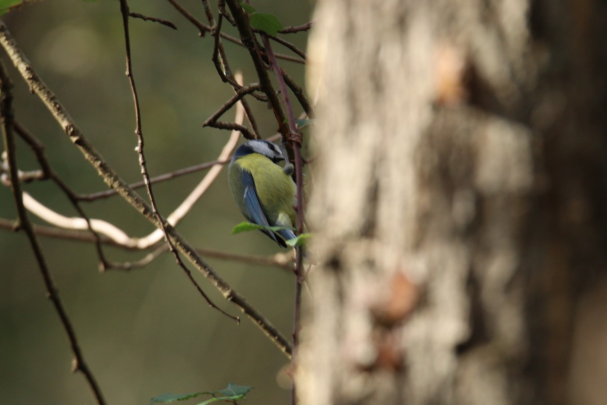 Herrerillo Común - ML646062606