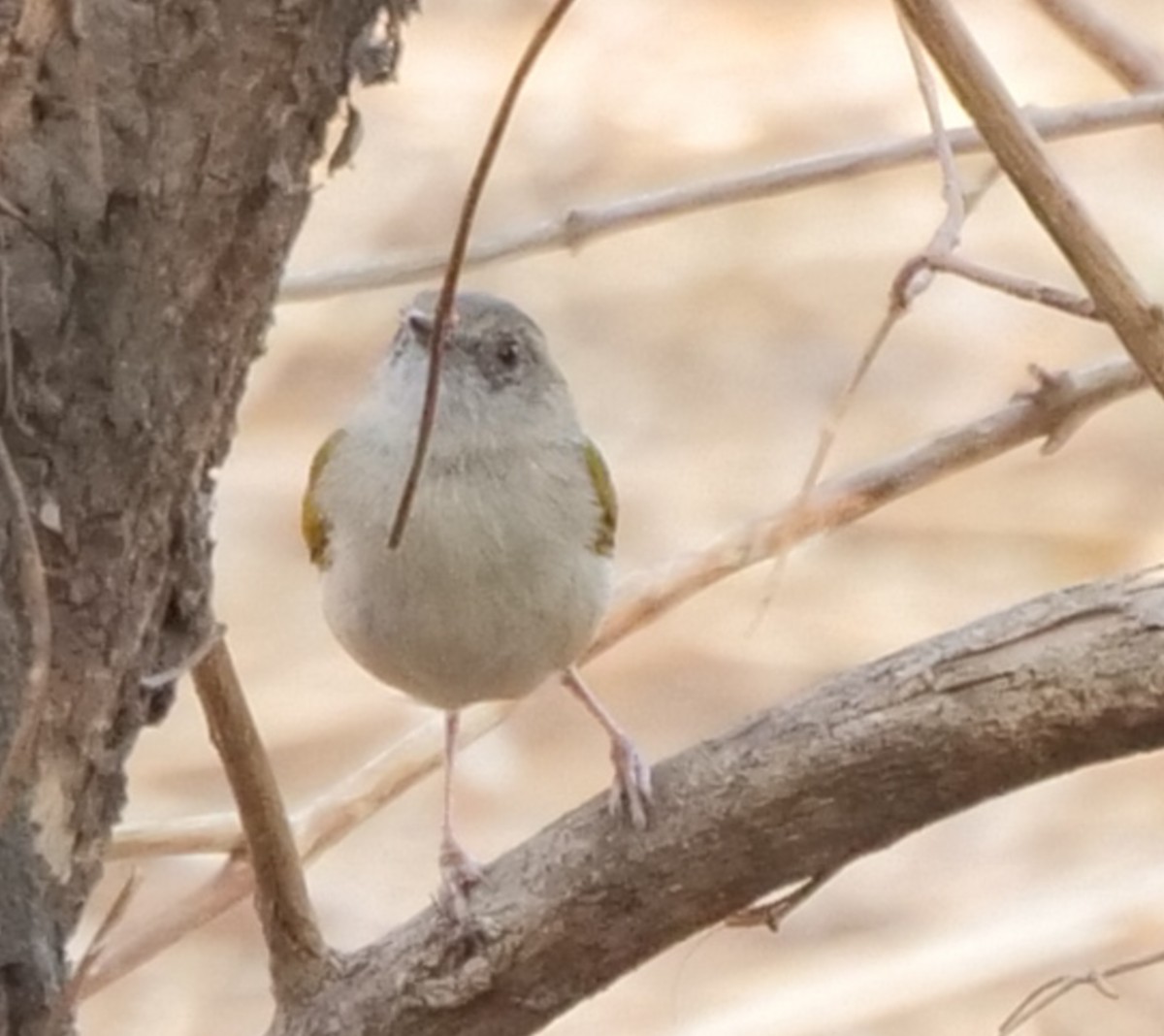 Широкохвостая терновница - ML646062607