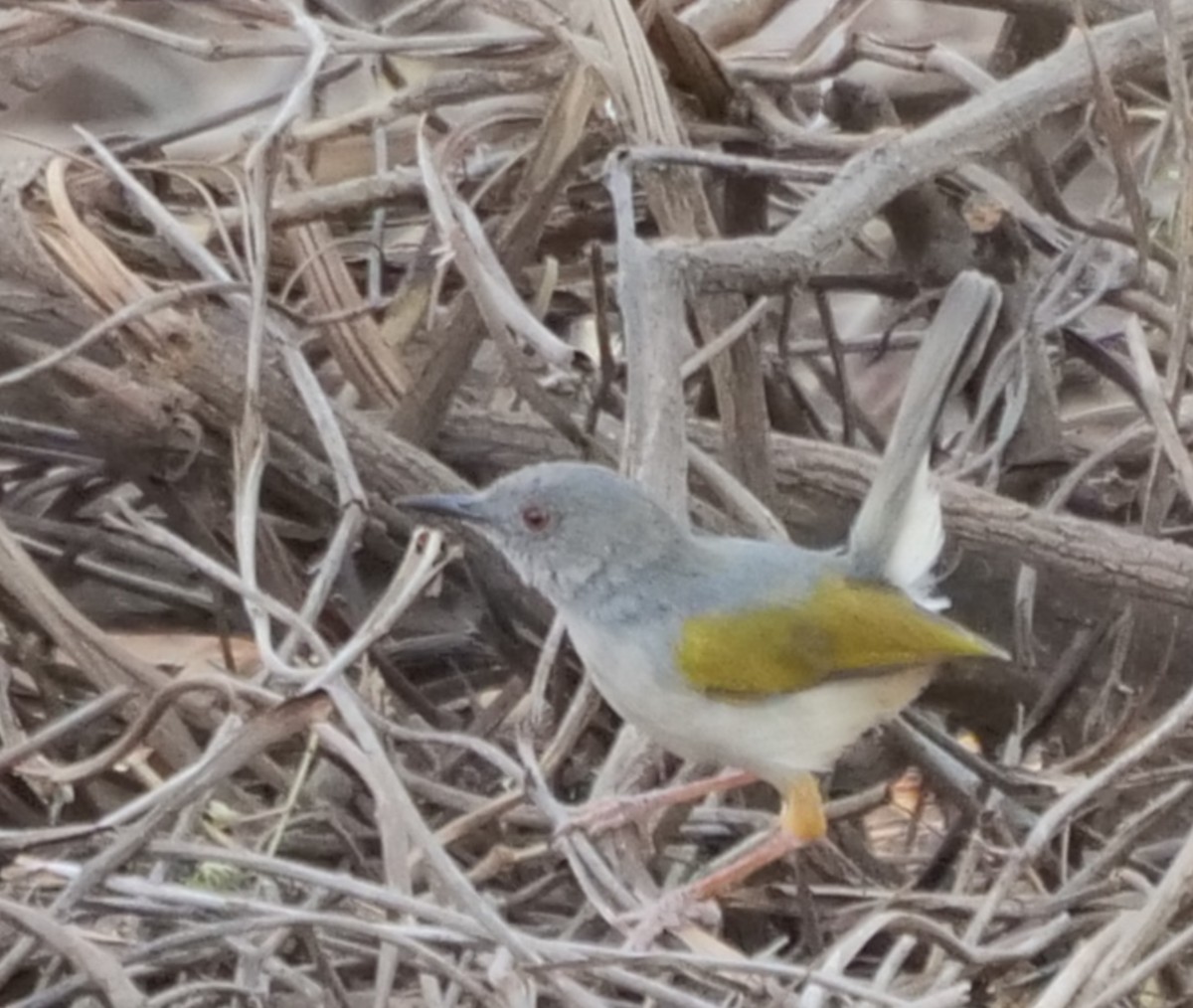 Широкохвостая терновница - ML646062608