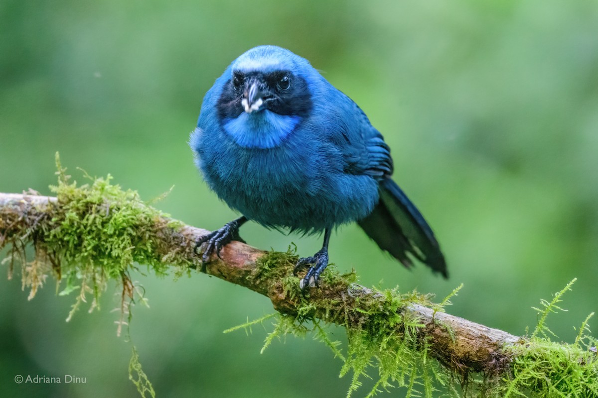 Turquoise Jay - ML646062617