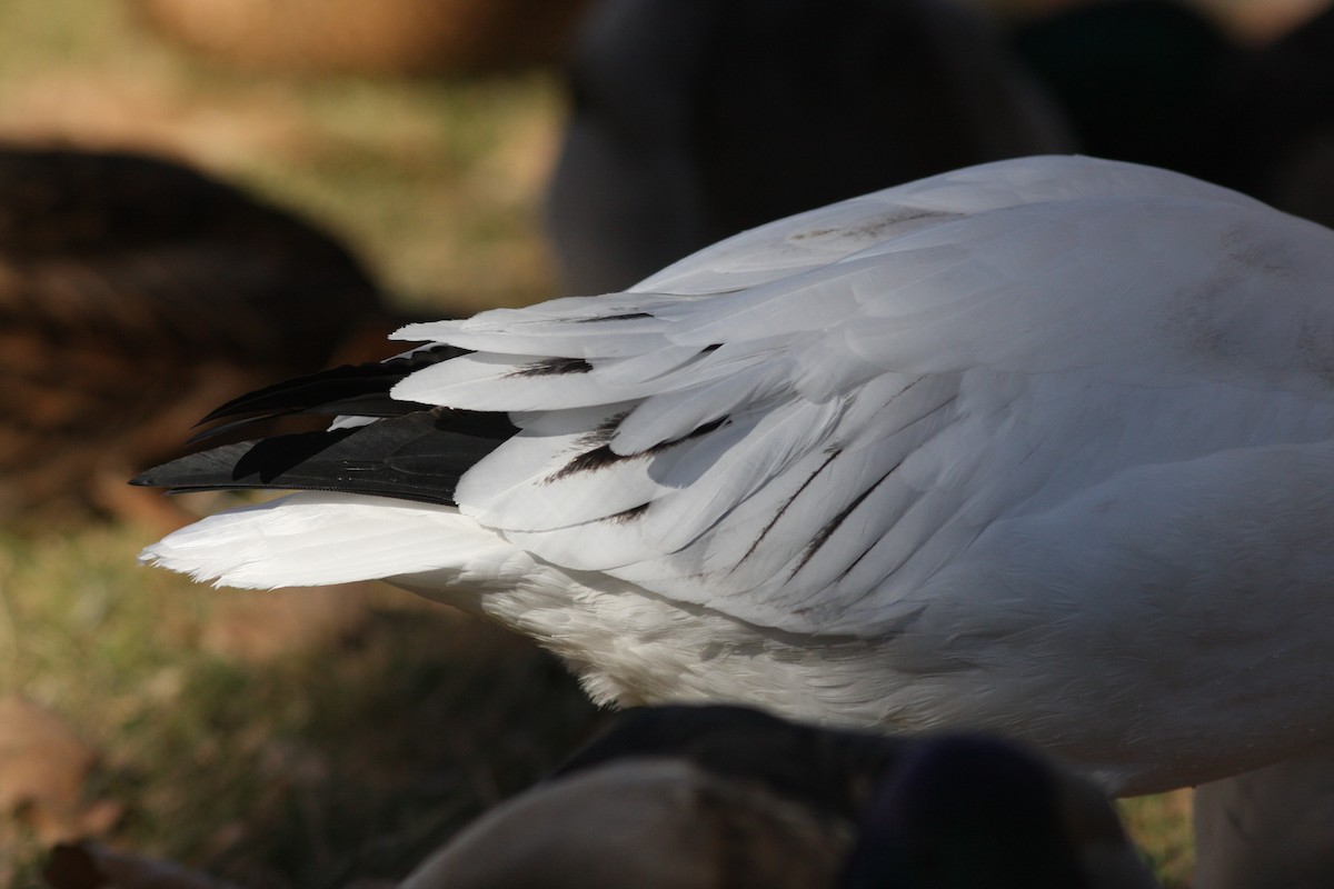 Snow x Ross's Goose (hybrid) - ML646062620
