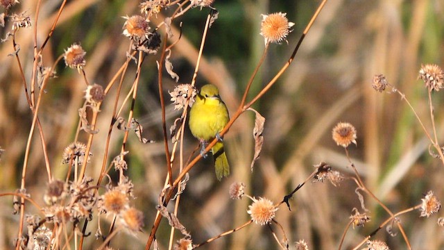 Orchard Oriole - ML646062628