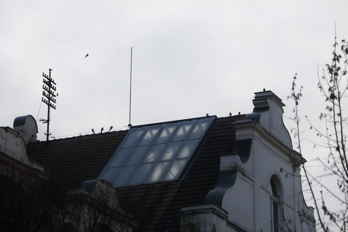 Eurasian Magpie - ML646062633