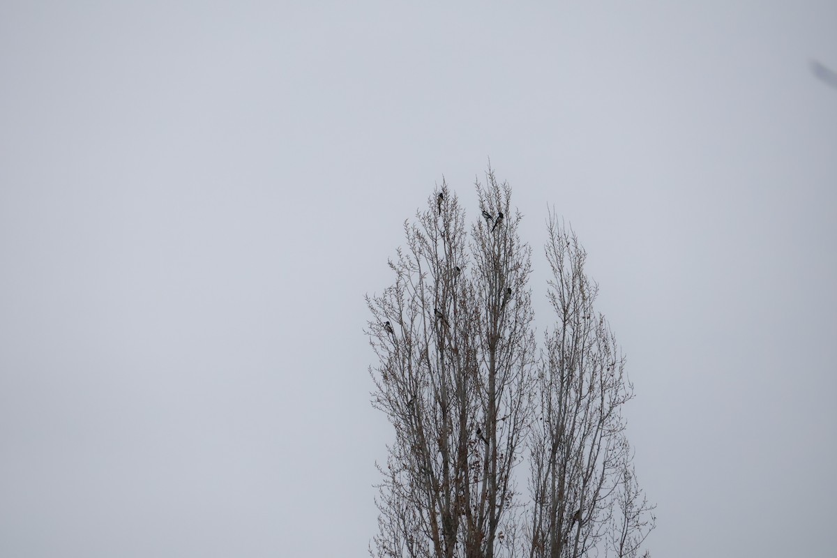 Eurasian Magpie - ML646062634