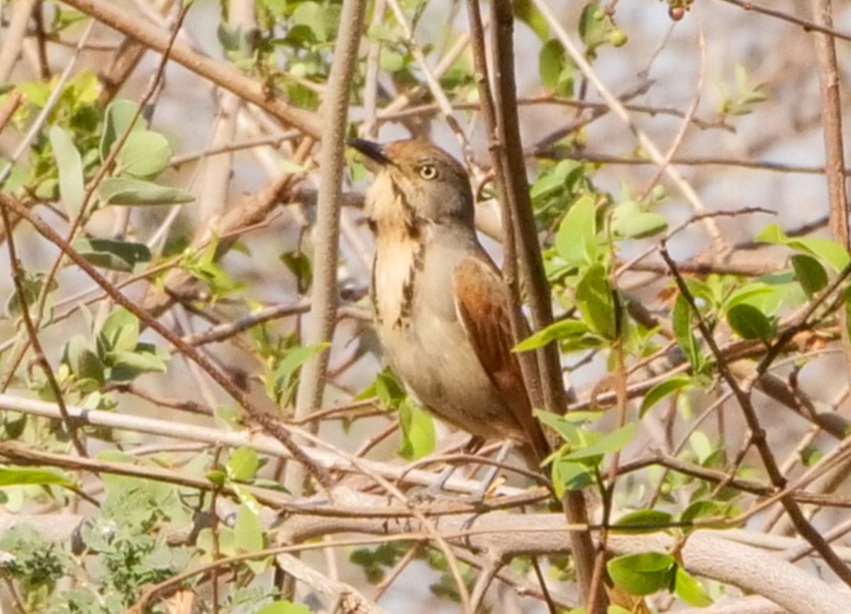 Ожереловая пальмара - ML646062639