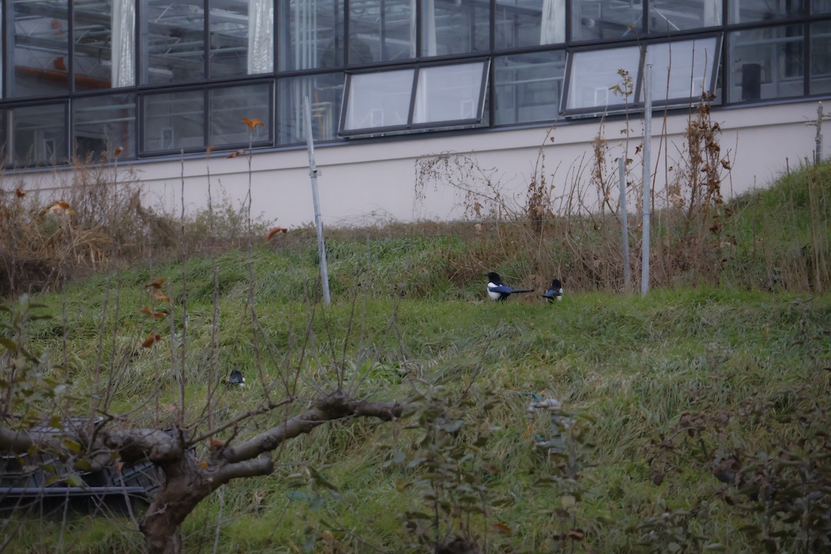 Eurasian Magpie - ML646062642