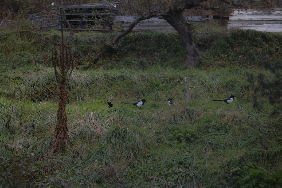 Eurasian Magpie - ML646062643