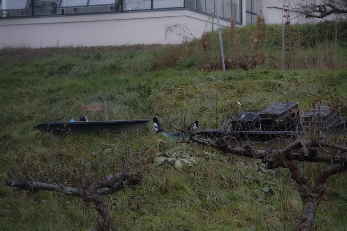 Eurasian Magpie - ML646062644