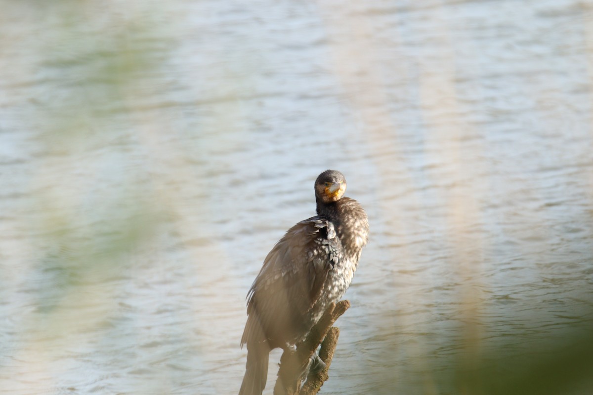 kormorán velký - ML646062658