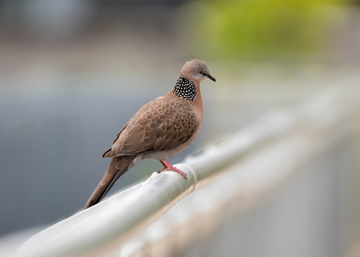 Spotted Dove - ML646062659