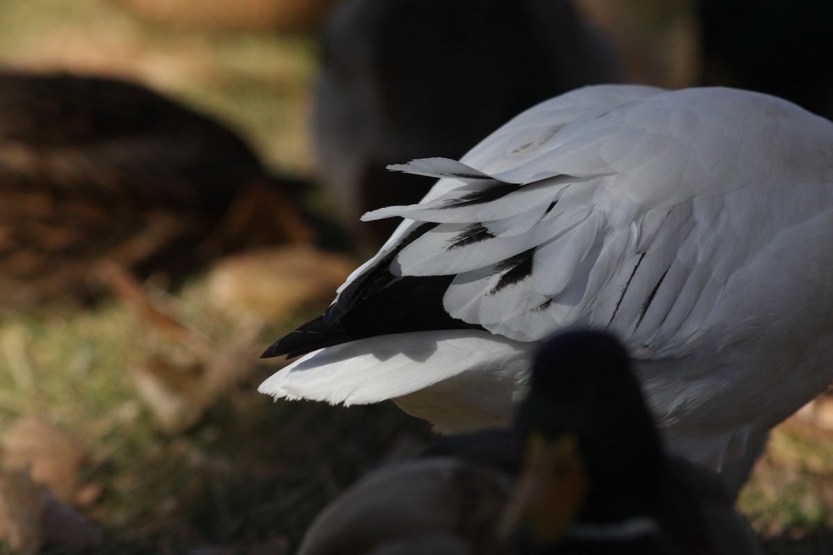 Snow x Ross's Goose (hybrid) - ML646062660