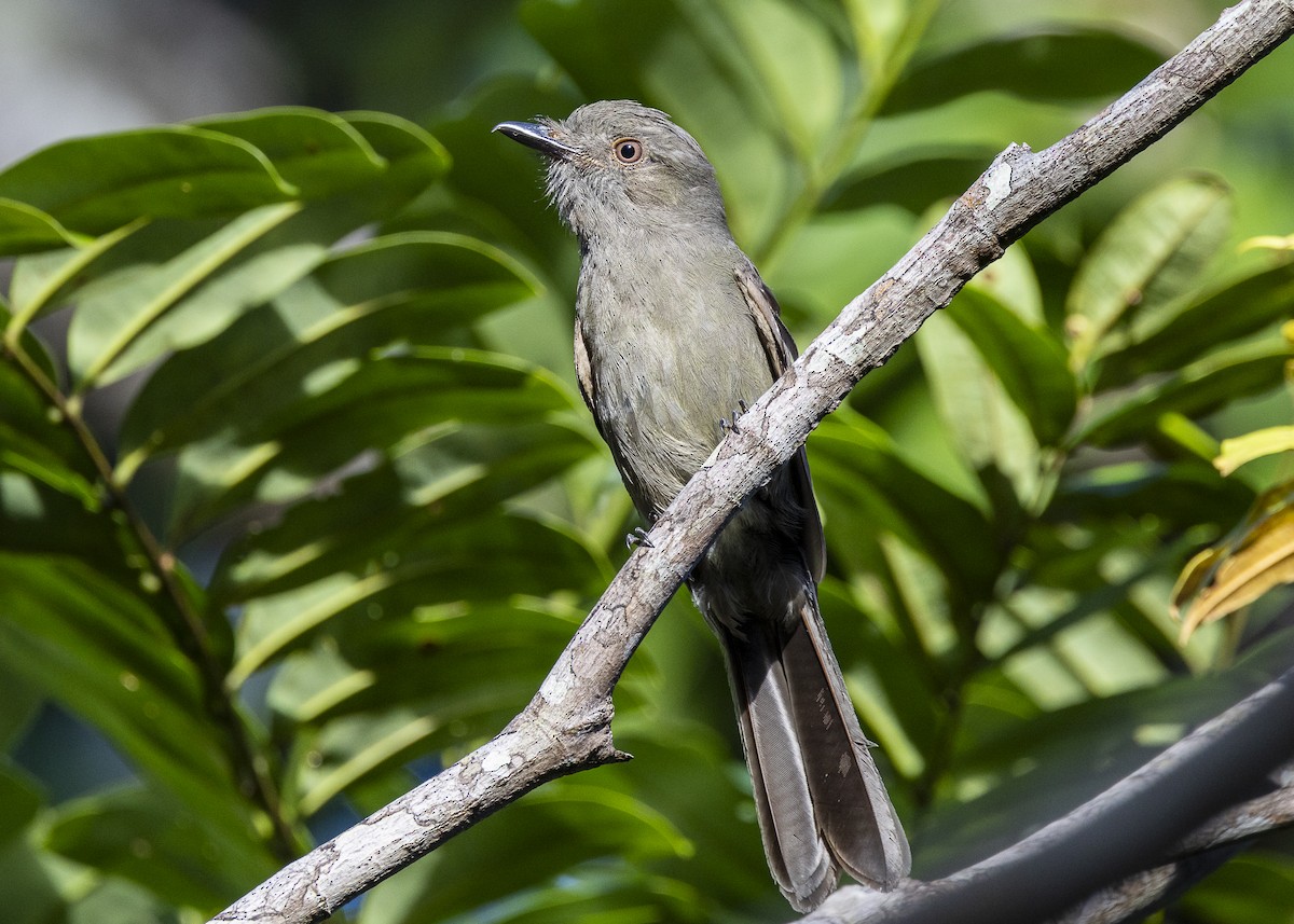 Grayish Mourner - ML646062661