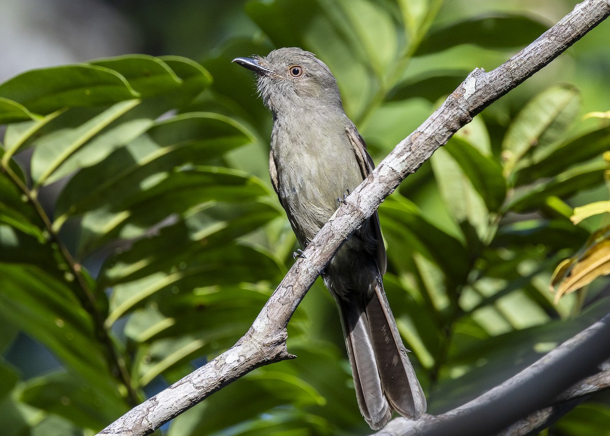 Grayish Mourner - ML646062662