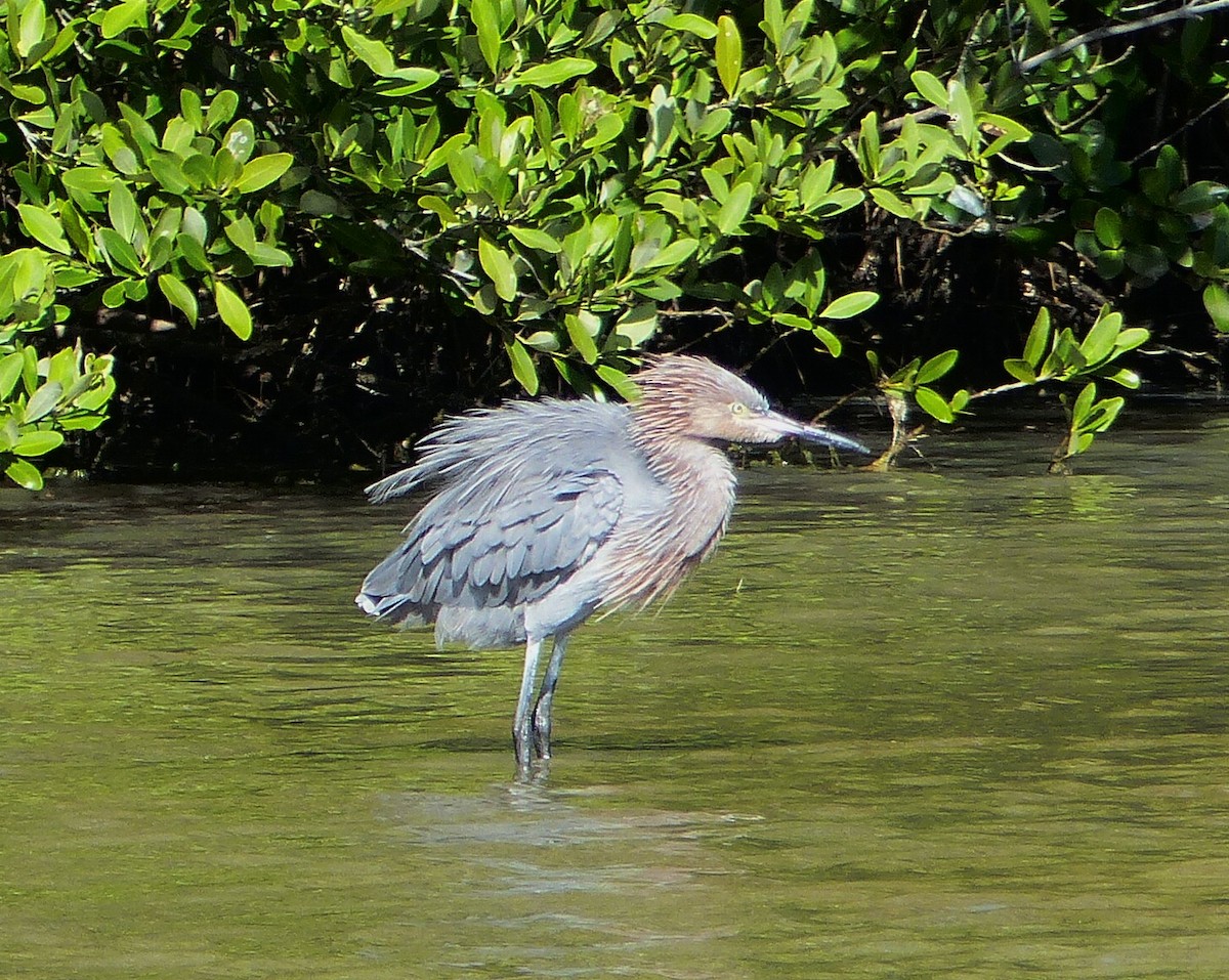 Little Blue Heron - ML646062666