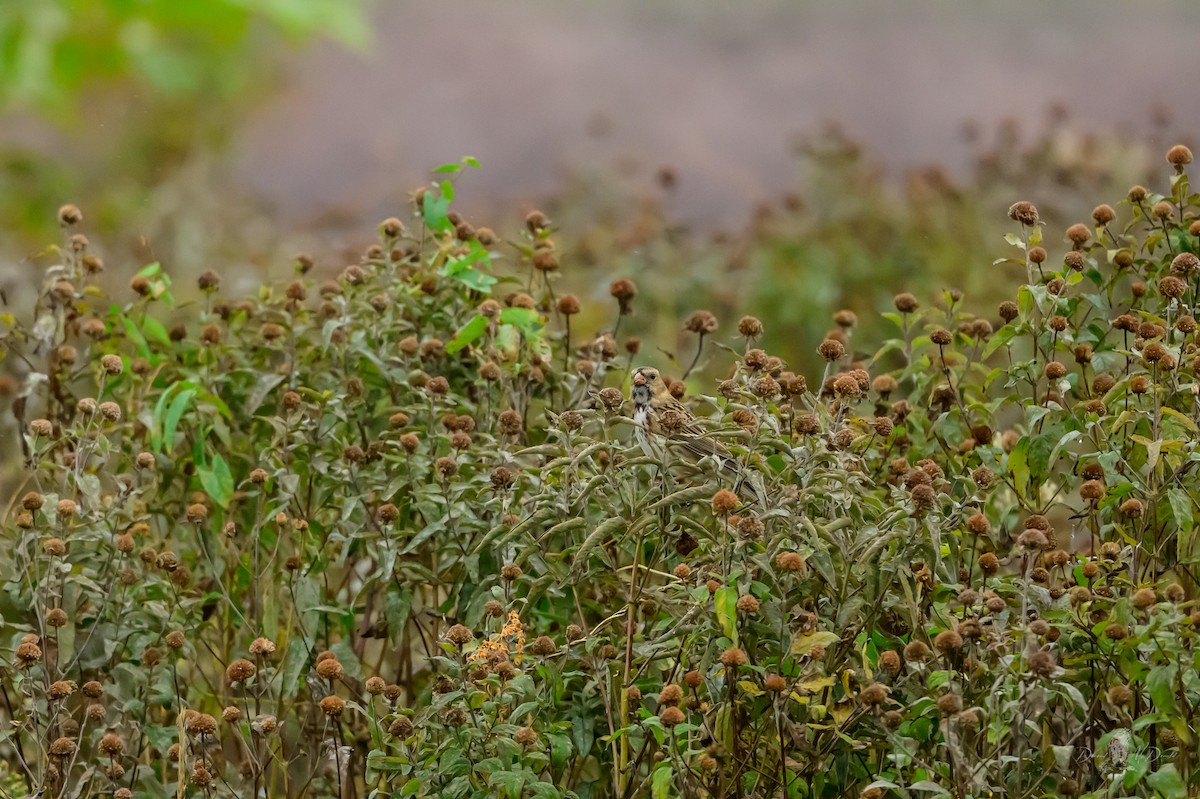 Harris's Sparrow - ML646062668