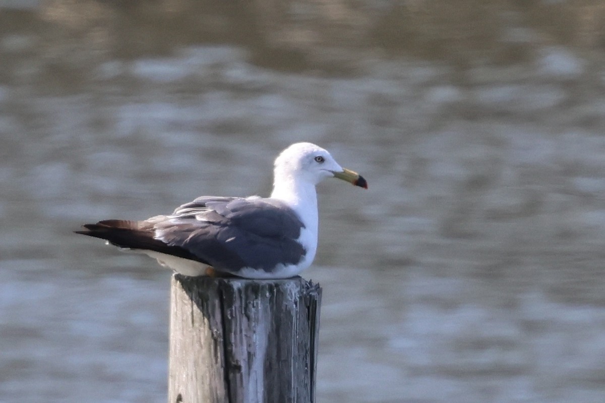 Black-tailed Gull - ML646062669