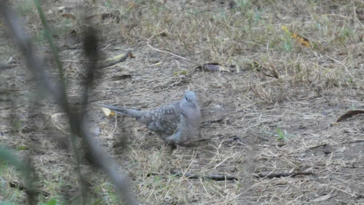 Inca Dove - ML646062670