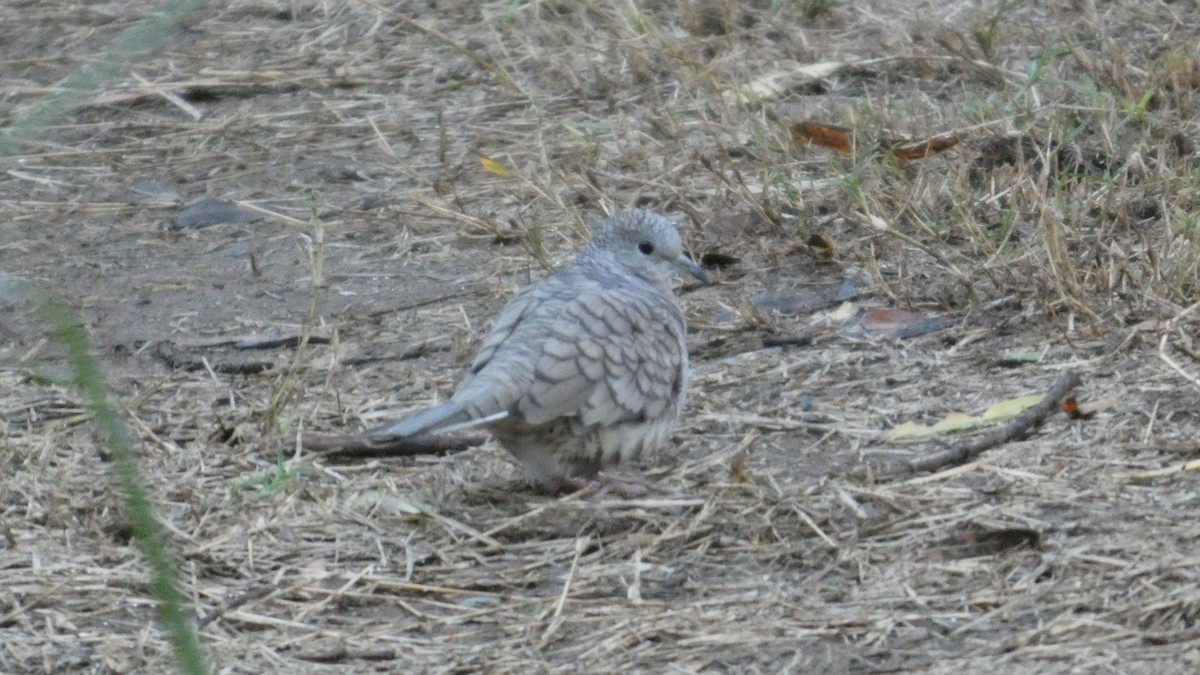 Inca Dove - ML646062671