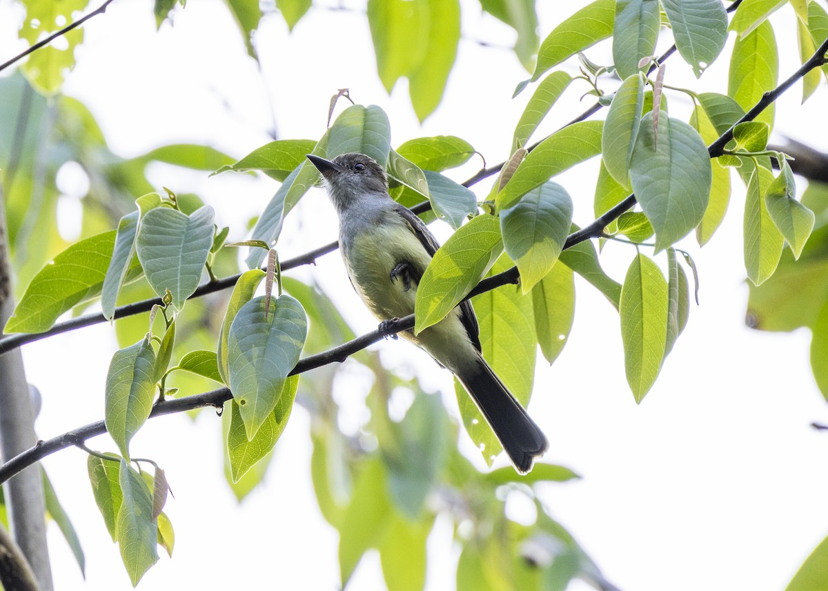 Dusky-capped Flycatcher - ML646062672