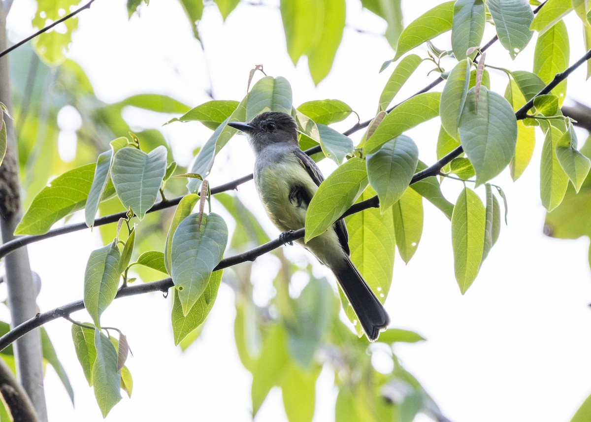 Dusky-capped Flycatcher - ML646062673