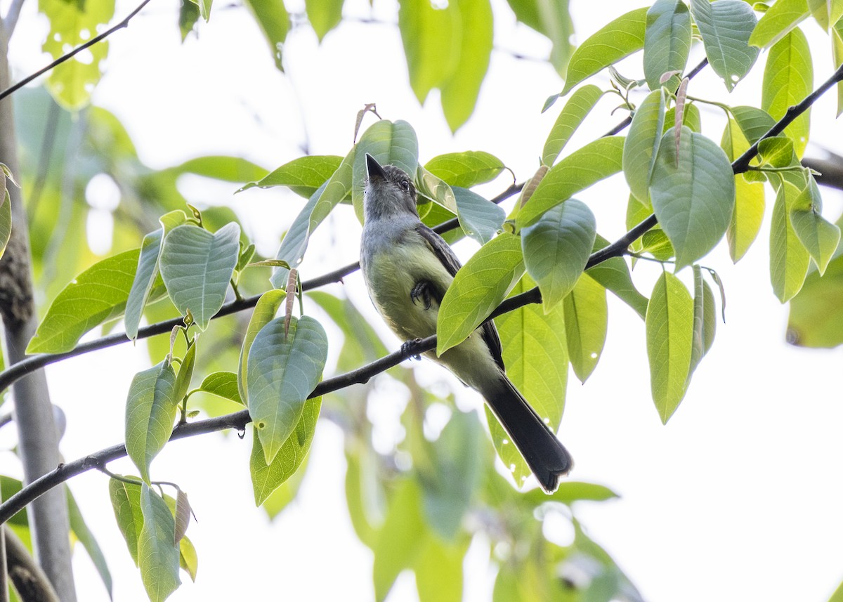 Dusky-capped Flycatcher - ML646062674