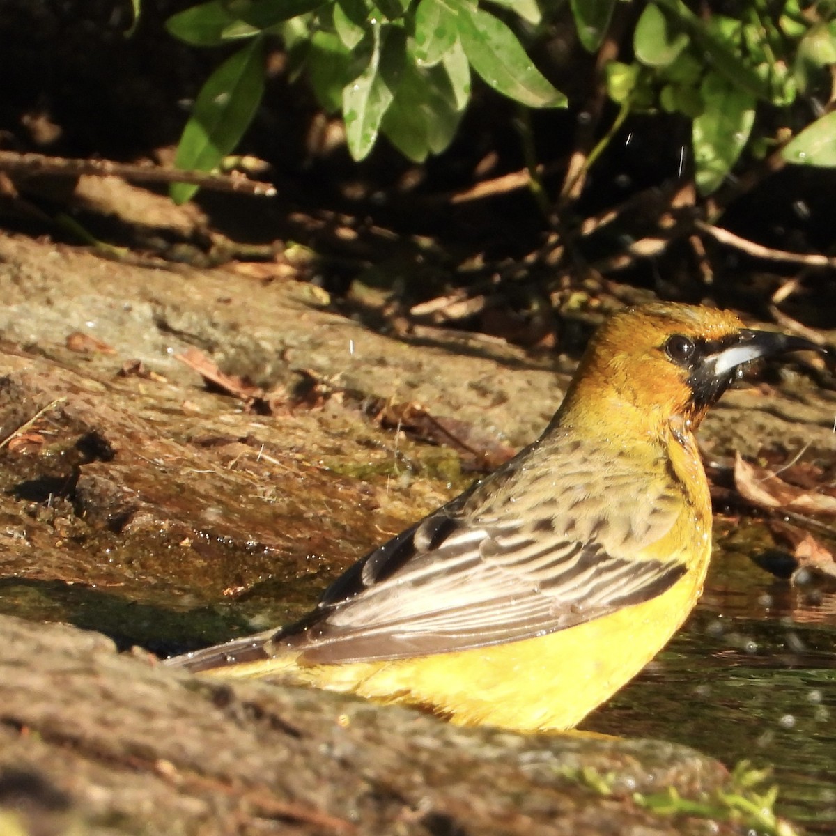 Streak-backed Oriole - ML646062675