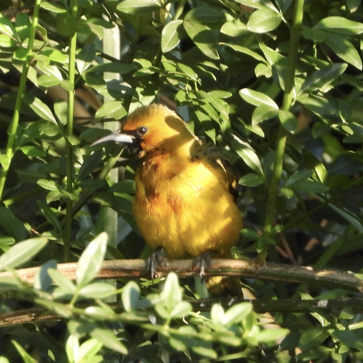 Streak-backed Oriole - ML646062676