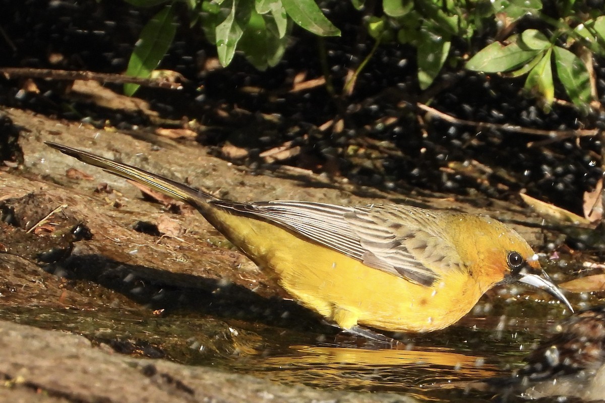 Streak-backed Oriole - ML646062677