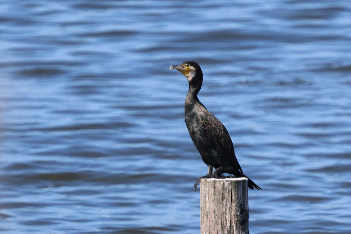 Great Cormorant - ML646062678