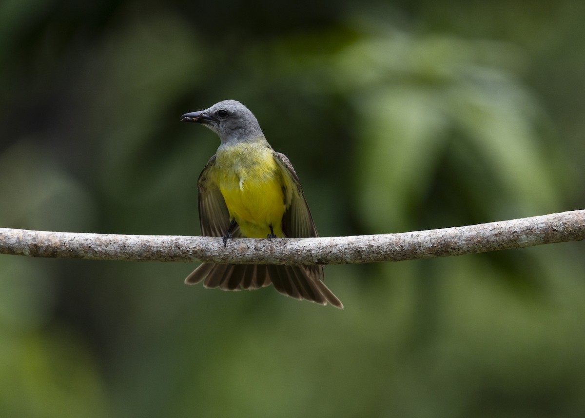 Tropical Kingbird - ML646062682