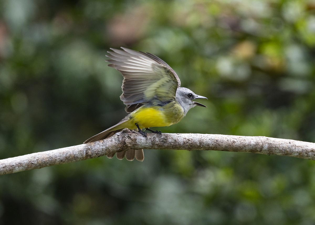 Tropical Kingbird - ML646062683